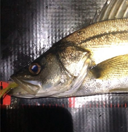 ががっときました。