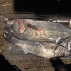 アジングのはずがシーバス狙い