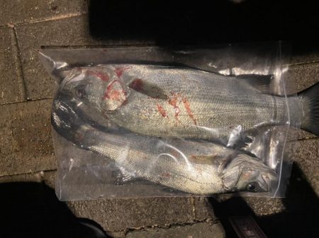 アジングのはずがシーバス狙い