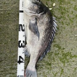 イチノ兄弟、釣果!