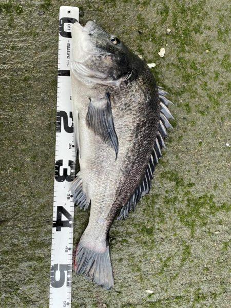 イチノ兄弟、釣果!