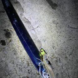 アオリイカ、太刀魚