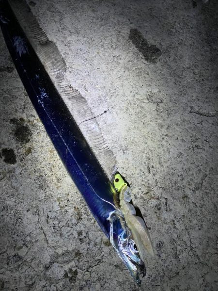 アオリイカ、太刀魚