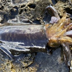 フカセ釣りの合間に