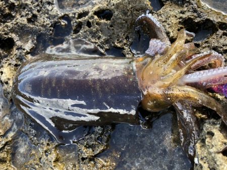 フカセ釣りの合間に