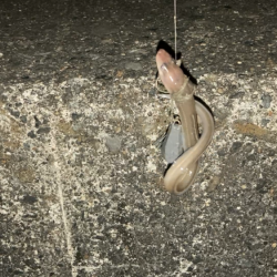 半田緑地でアナゴ釣り