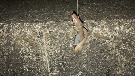 半田緑地でアナゴ釣り