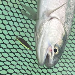 かめプーでエリアトラウト