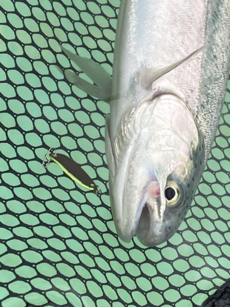 かめプーでエリアトラウト