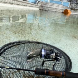 かめプー　トップ激アツ