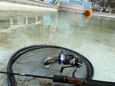 かめプー　トップ激アツ