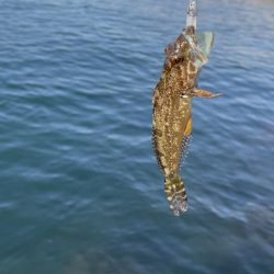 ジグワームで底物狙い