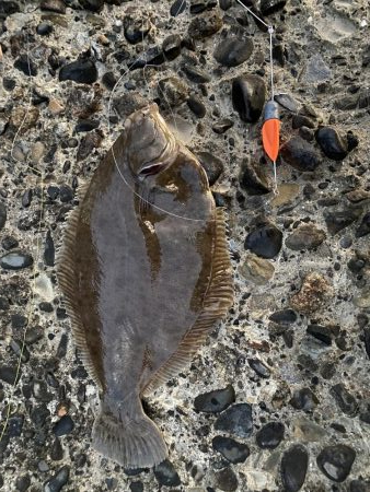 大型カレイ来た〜