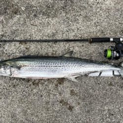 渋い中で久々の特大寒鰆