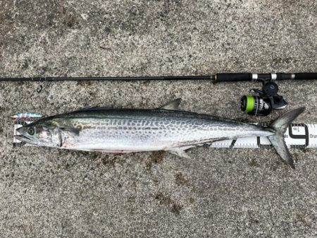 渋い中で久々の特大寒鰆