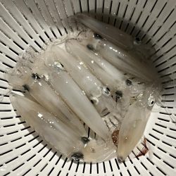 私のヒイカは何処に?