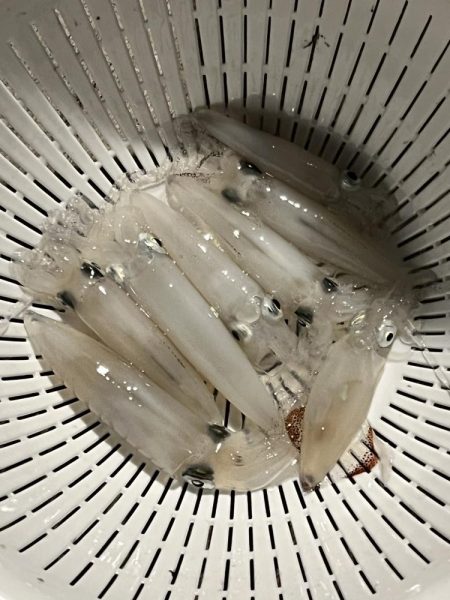 私のヒイカは何処に?