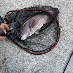 先週に続きコブダイ釣り