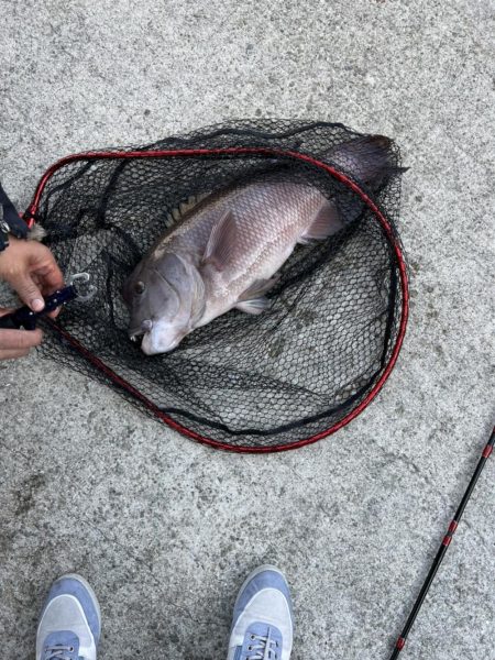 先週に続きコブダイ釣り