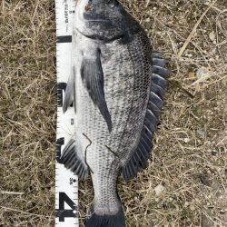 イチノ兄弟、釣果！