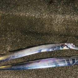 まだタチウオ釣れます！