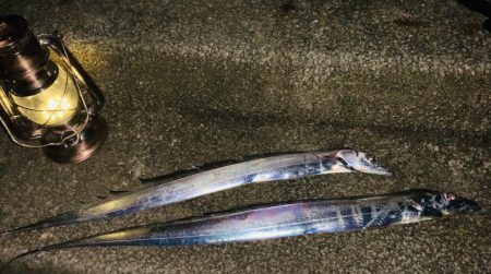 まだタチウオ釣れます！