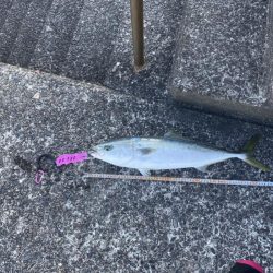 お昼3時でも釣れた〜