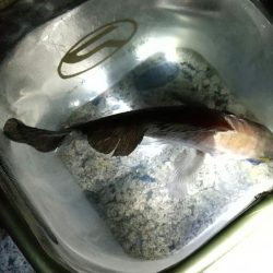 アジはいなかった。。