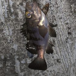 船のフカセを堤防でやってみた!