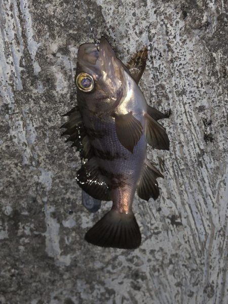 船のフカセを堤防でやってみた！