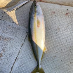 ハマチ　まだまだ湧いてます