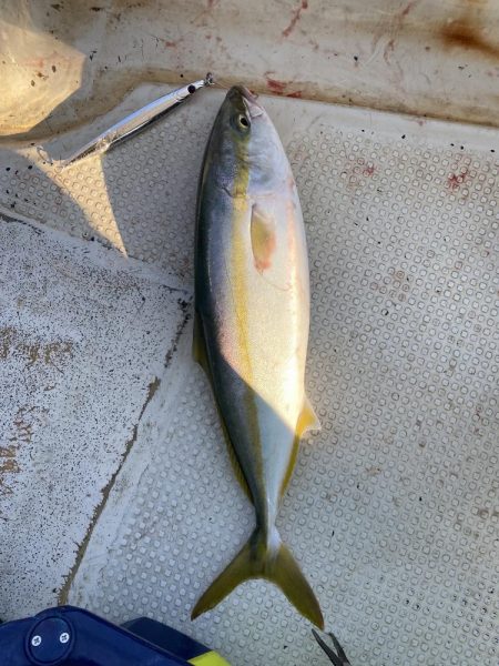 ハマチ　まだまだ湧いてます