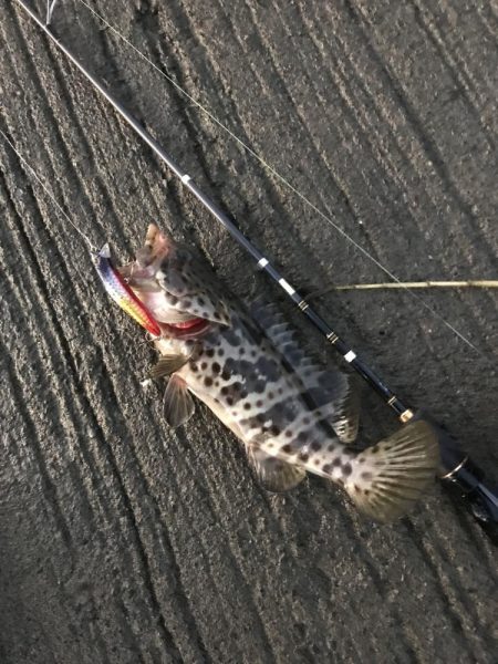 初魚種ゲット！