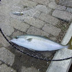 南芦屋浜で メジロ63㎝