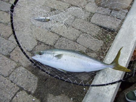 南芦屋浜で メジロ63㎝