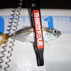 寒い中ライトゲームしてきました