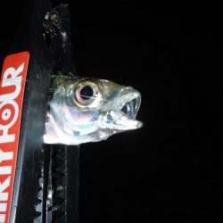 舞鶴で豆アジング