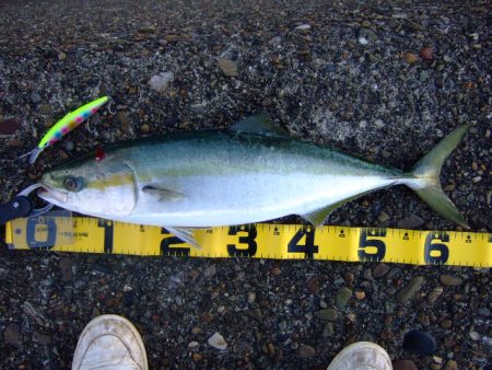 減ってきたかな