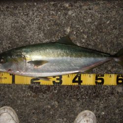 今年最後のつもりで