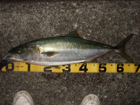 今年最後のつもりで