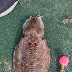 強風の中コウイカゲット！