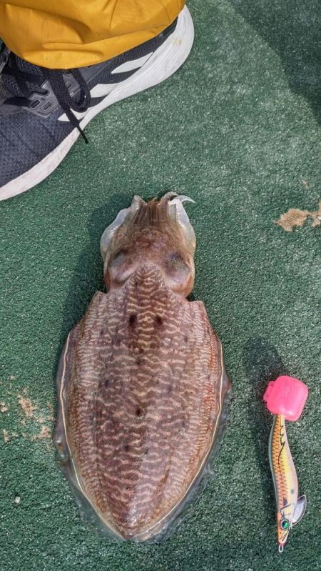 強風の中コウイカゲット！