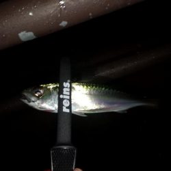 アジが釣りたくて。