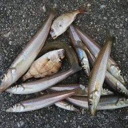 東二見で時合いを上手く捉えました