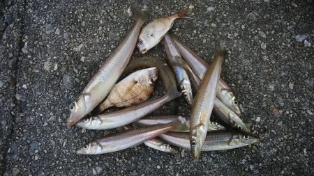 東二見で時合いを上手く捉えました