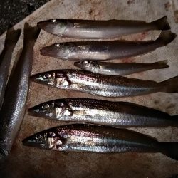 今日も東二見に連投しました