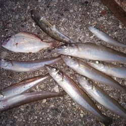 東二見のキス３連投