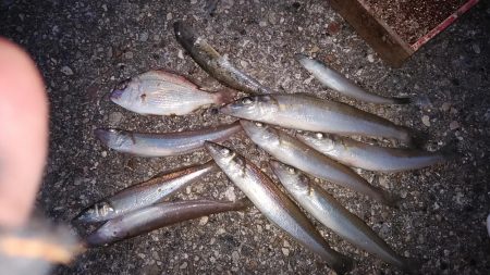 東二見のキス３連投