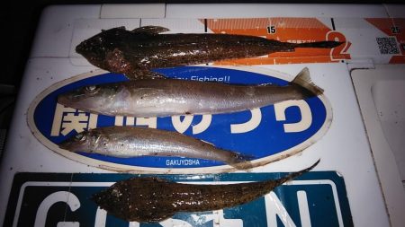 近場のキスが釣れなくなりました