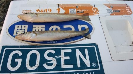 ラスト播磨新島釣行